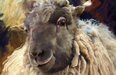 Sheep